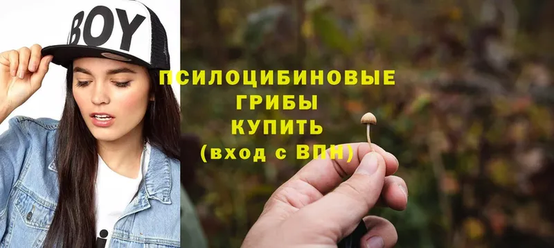 Псилоцибиновые грибы Psilocybe  где найти наркотики  Мосальск 